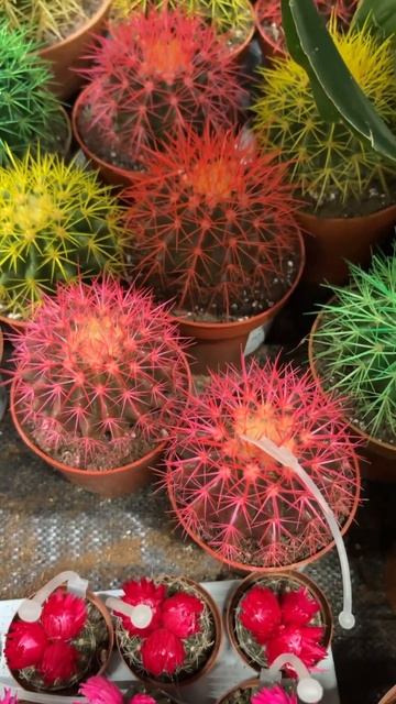 Если понравились цветы кактуса, ставь 👍 #кактус #какт? смотреть онлайн