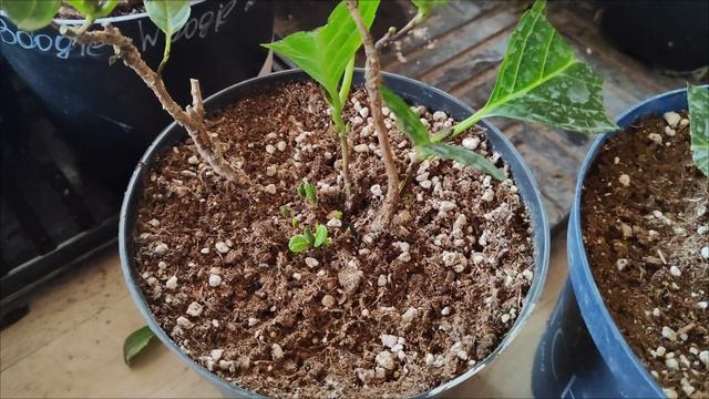 Как сохранить КРУПНОЛИСТНУЮ гортензию?! ВАЖНЫЕ МОМЕНТ смотреть онлайн