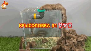 Крысоловка вариант (51) 🐀 Как сделать крысоловку своими руками и поймать кучу крыс 🐀🐁🐀