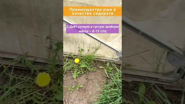 рожь как сидерат