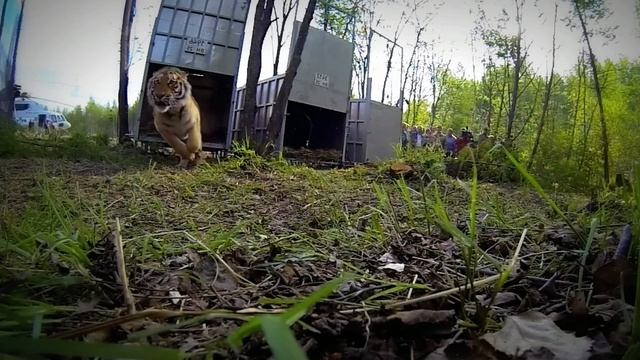 Дикие животные впервые выходят на свободу смотреть онлайн