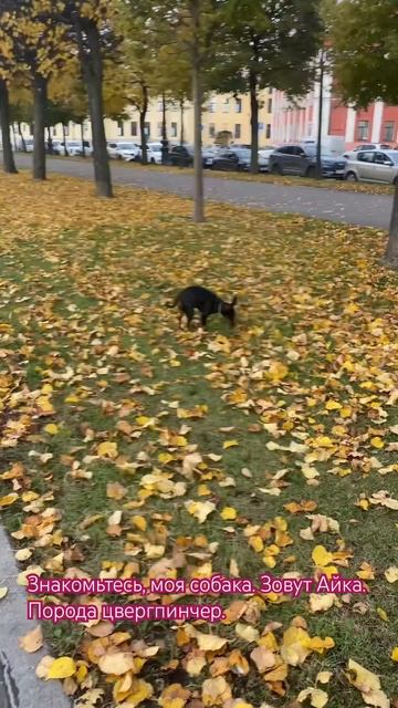 Моя Айка. У вас есть домашние животные? #dog #art #edit #memes #robl смотреть онлайн