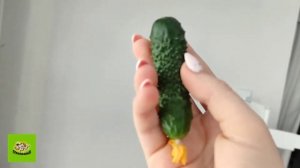 РАСТИМ ОГУРЧИКИ ИЗ СЕМЯН ДОМА. СБОР УРОЖАЯ. Часть 6.