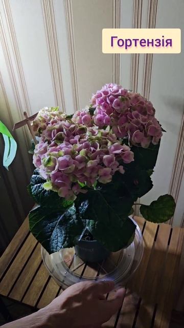 Гортензія Magical® Revolution #гортензія #hydrangea #magical