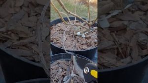 Обрезка саженцев метельчатой гортензии Limelight Prime/Лайм?