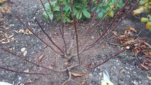 Гортензия метельчатая обрезка формирование куста