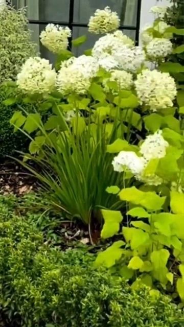 Гортензия в ландшафтному дизайне #hydrangeas #beautiful #гортен? смотреть онлайн