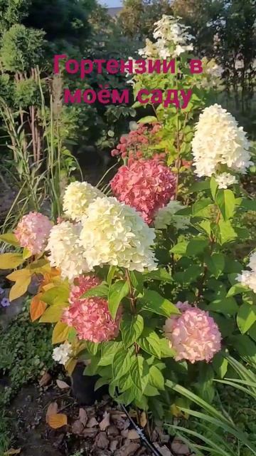 Гортензии в моём саду. #гортензия смотреть онлайн