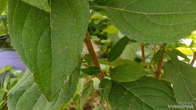 Гортензия Бонфайер 🥰 смотреть онлайн