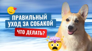 Как правильно ухаживать за собакой?