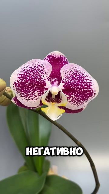 Почему ОРХИДЕЯ сушит БУТОНЫ и сбрасывает ЦВЕТЫ смотреть онлайн