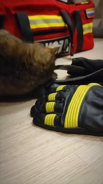 Кот ПОЖАРНОГО #кот #котики #пожарный #милыеживотные #ко смотреть онлайн