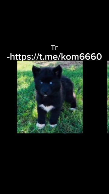 1 часть милые собаки #животные #собаки смотреть онлайн