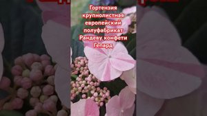 Крупнолистная гортензия Рандеву конфети Гепард #горт?
