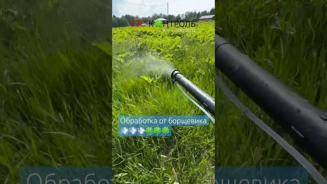 Обработка от борщевика на участке любой площади. Изба? смотреть онлайн