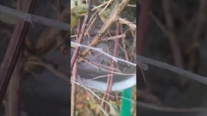 Как будут зимовать мои метельчатые гортензии в горшка