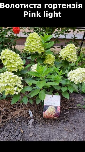 Мої Гортензії Candybelle Bubblegum, Pink Annabelle, Pink light, Sundae Fraise, Living R смотреть онлайн