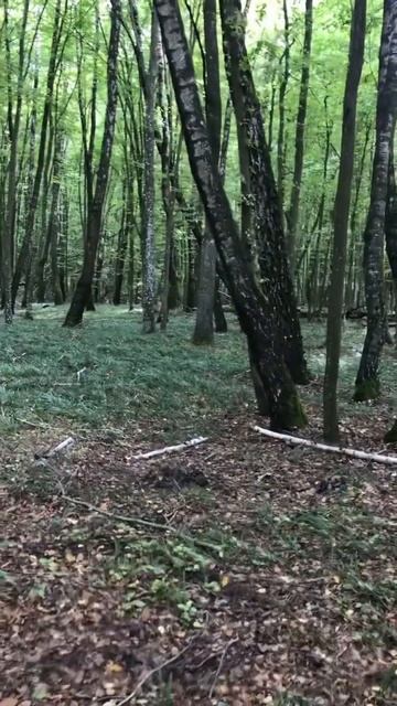 Силуан Афонский…Дух Святой учит великой любви ко все? смотреть онлайн