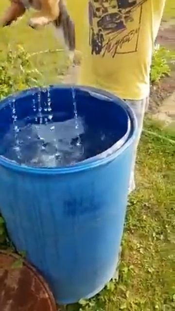 Шпиц купается смотреть онлайн