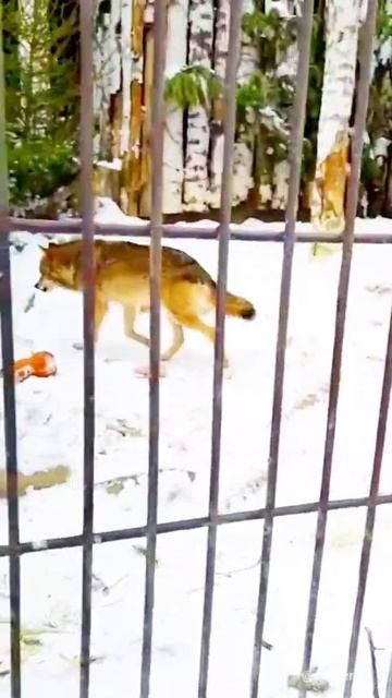 Wolves. Волки в зоопарке. Екатеринбург. смотреть онлайн