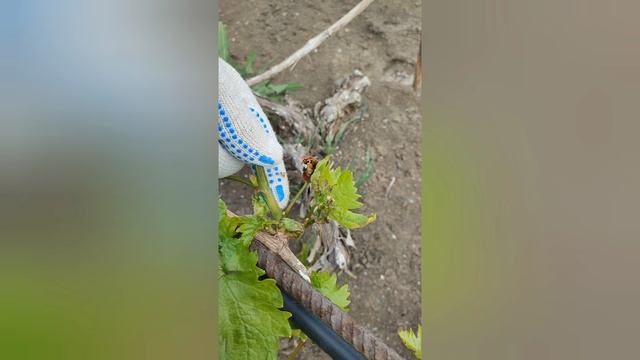 Последствия весенних заморозков на винограднике.