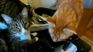 Рассада и коты.Что предпримут кошки?Как они помогут?
