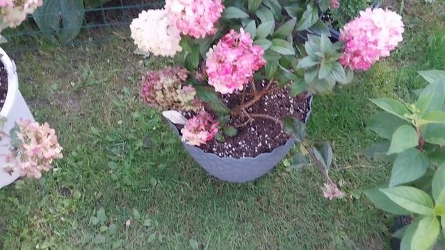 у меня сегодня пополнение гортензиями из серии ПАН смотреть онлайн