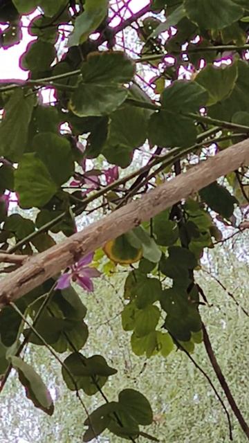 Море. Кипр. Экзотика. Голуби. Обзорное видео парка смотреть онлайн