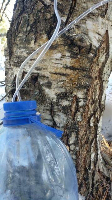 сбор берёзового сока смотреть онлайн