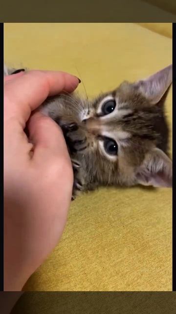 Отдаем последнего котенка, приучен к лотку, ест сухой ? смотреть онлайн