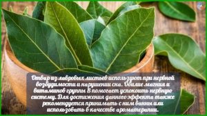 Польза лаврового листа и возможный вред