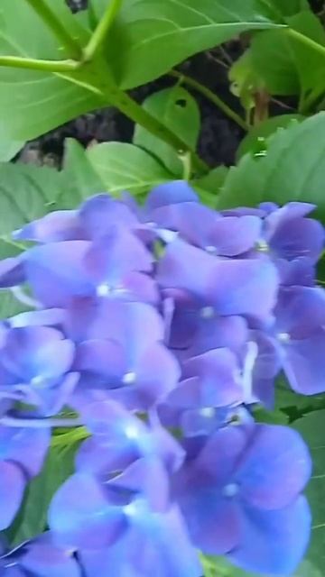 Hydrangea Jip Blue. #love #flowers #nature #hydrangea #продаж #hydrangeaflower #garden #пр? смотреть онлайн