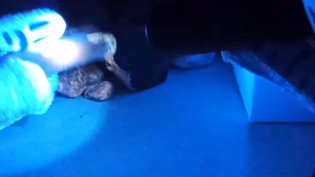 Вдоль реки с уф-фонариком! Как светятся камни: халцедо? смотреть онлайн