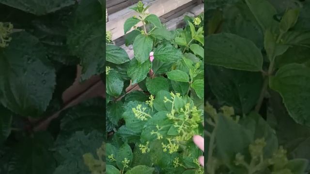 В Кировской области ночи уже холодные, гортензии начи? смотреть онлайн