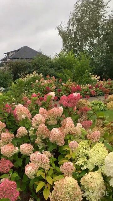 #hydrangea#hortensia#гортензия#garden#гортензія#flowers #shorts#アジサイ#са смотреть онлайн