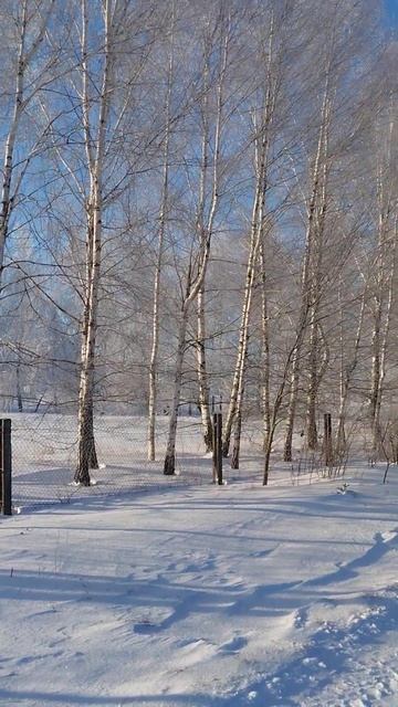 Белая берёза под моим окном,принакрылась снегом,точно смотреть онлайн