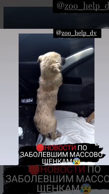 Два малыша начали кушать 🙏 Одной девочке совсем худо смотреть онлайн