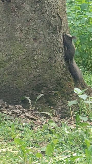 БЕЛКА...ПРИРОДА) смотреть онлайн