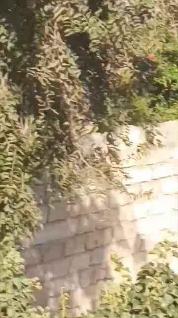 Сезон граната 🥴#funny #shorts смотреть онлайн