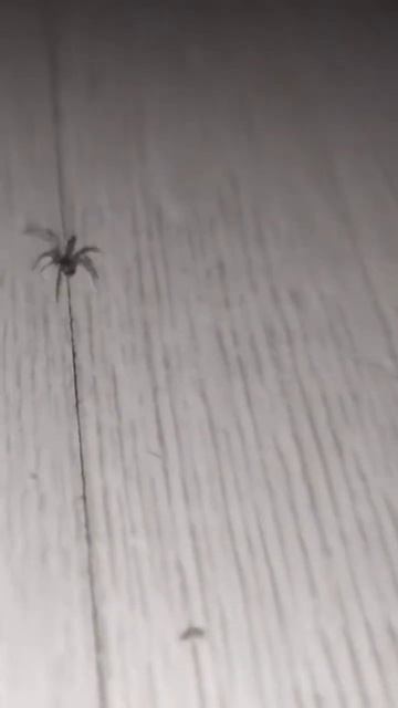 #Паук 🕷️ дома - неопасные #обитатели, #пауки в квартир? смотреть онлайн