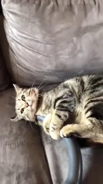 Коть... Борец... #котики #animals #shorts #cat смотреть онлайн