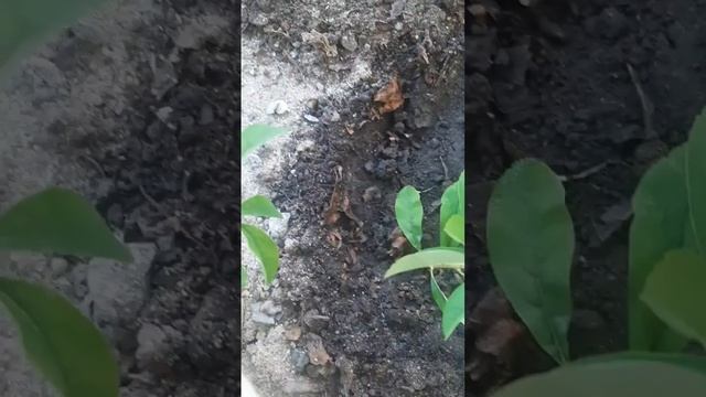 Черенкую ВСЁ...спирею,гортензию,розы,вейгелу🌿 #дачасн смотреть онлайн