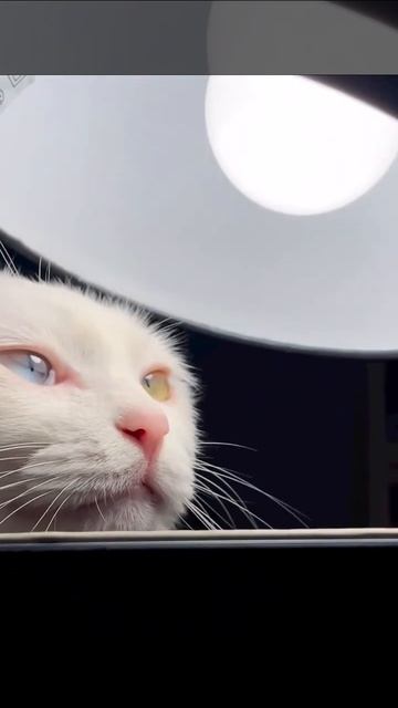 кошка и лампа смотреть онлайн