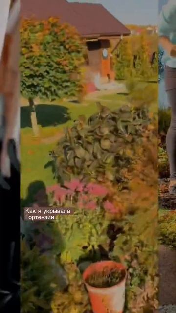 Как я укрывала гортензии осенью  первое укрытие в оди?