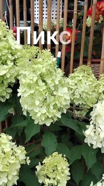 одним цветом😉Пиксио и Бонфаер #гортензии смотреть онлайн