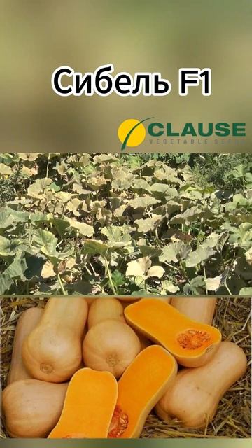 Тыква Сибель F1 - НОВЫЙ ОЧЕНЬ ПРОДУКТИВНЫЙ ГИБРИД ТЫКВЫ смотреть онлайн