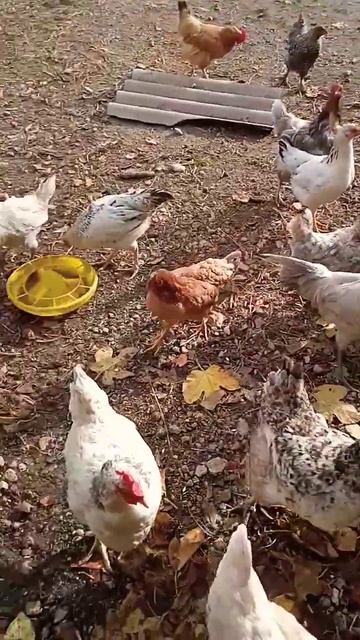 Куры,какие породы есть? #амераукана #куры #цыпа #цыплят? смотреть онлайн