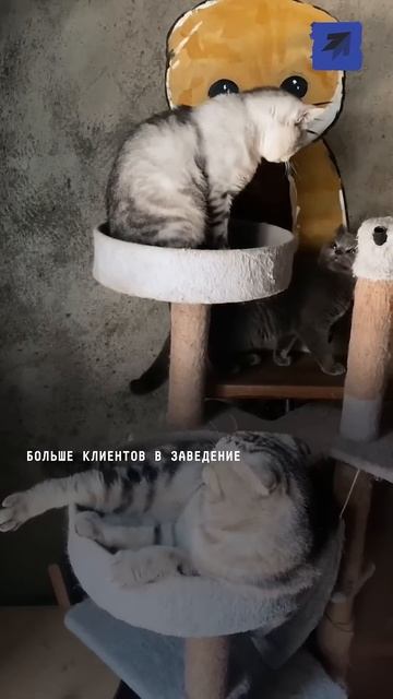 В Китае хозяева отправляют на работу своих домашних ж?
