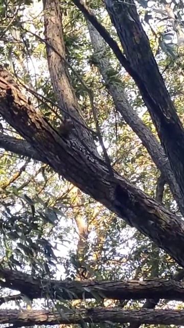 #Белка 🐿️ в Лесу - Веселые Дикие #Животные Украины #Squir смотреть онлайн