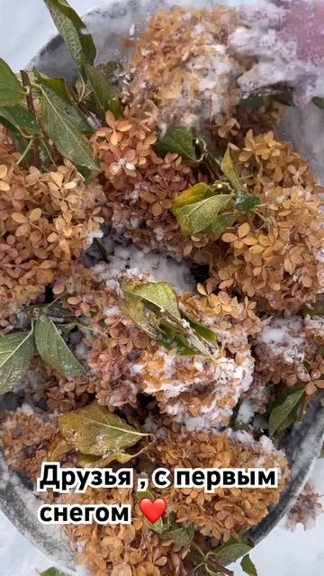 #гортензияметельчатая #хакасия #сад #бонфаир #дача #гор смотреть онлайн